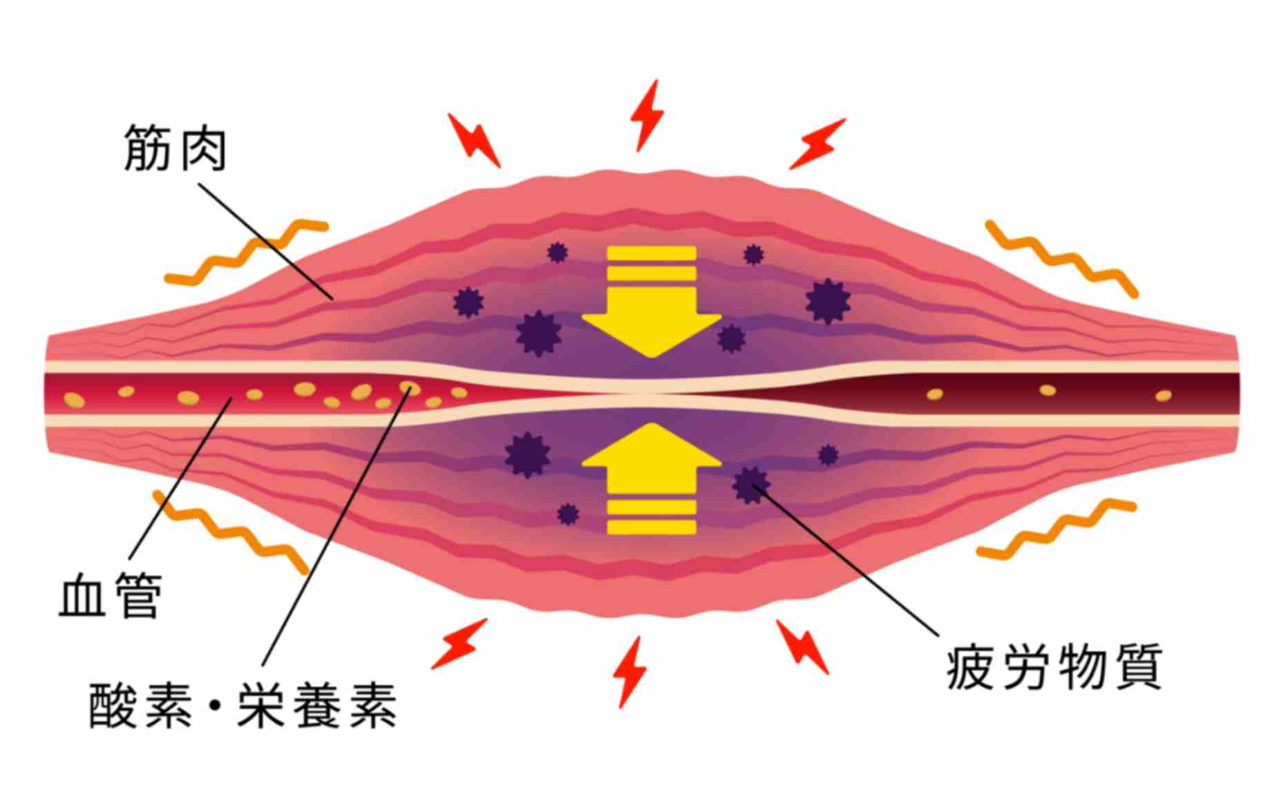 整体による体質改善